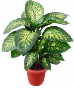 Dumb Cane or Leopard Lily